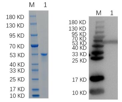Reducing 12% SDS-PAGE and WB analysis profile of purified 215C